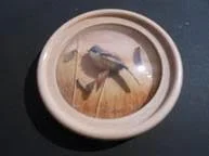 Bearded Tit study